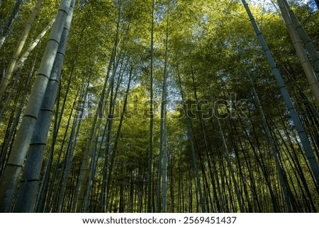 Similar – Foto Bild Wald mit hohem Bambus und grünen Blättern