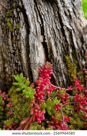 Similar – Image, Stock Photo Verdant trees growing under cloudless sky