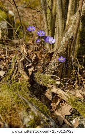 Image, Stock Photo purple liverwort on the forest floor from the bird’s eye view