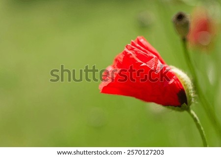 Similar – Image, Stock Photo red poppy blossom against green background