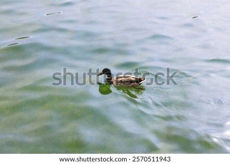 Similar – Image, Stock Photo Mallard duck floating in river water