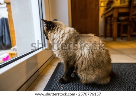 Similar – Foto Bild Katze guckt durch halb geschlossene Jalousie nach draußen