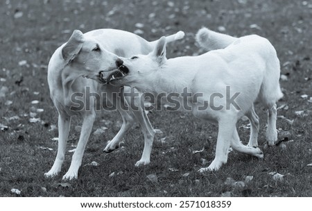 Similar – Foto Bild Weißer Schäferhund spielt mit Frisbee