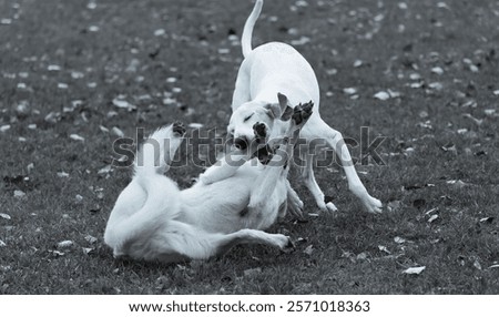 Similar – Foto Bild Weißer Schäferhund spielt mit Frisbee