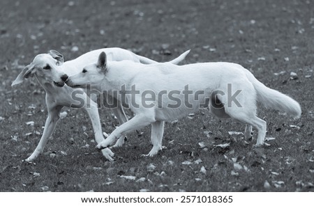 Similar – Foto Bild Weißer Schäferhund spielt mit Frisbee