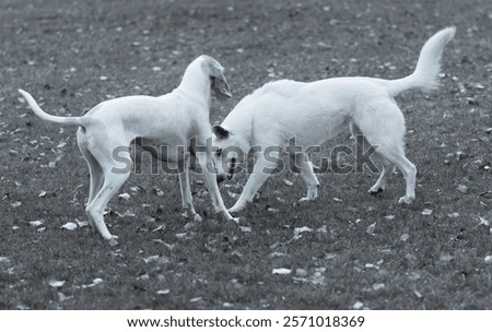 Similar – Foto Bild Weißer Schäferhund spielt mit Frisbee