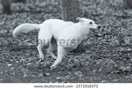 Similar – Foto Bild Weißer Schäferhund spielt mit Frisbee