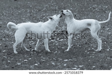 Similar – Foto Bild Weißer Schäferhund spielt mit Frisbee