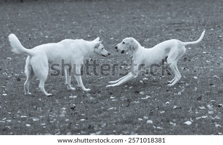 Similar – Foto Bild Weißer Schäferhund spielt mit Frisbee