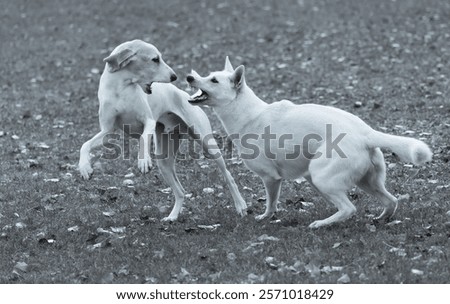 Similar – Foto Bild Weißer Schäferhund spielt mit Frisbee