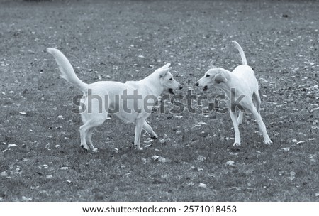 Similar – Foto Bild Weißer Schäferhund spielt mit Frisbee