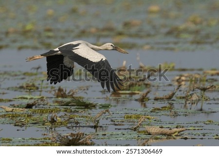 Similar – Foto Bild Storch beim Segelflug am Himmel