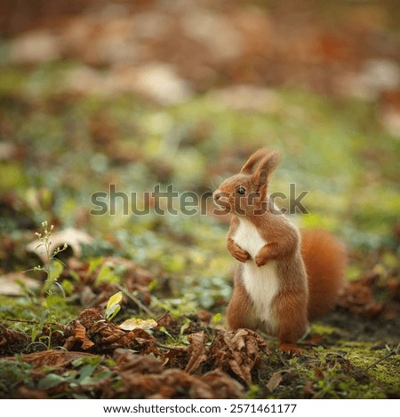 Similar – Image, Stock Photo Fur on moss Moss Nature