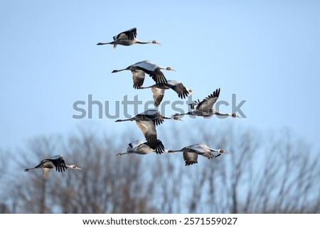 Similar – Image, Stock Photo cranes Flying Formation