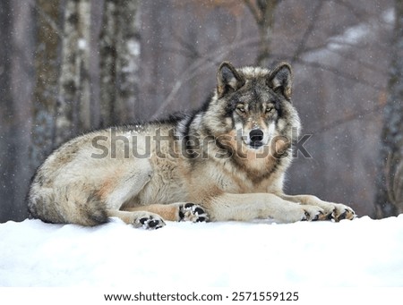 Similar – Foto Bild Wölfe ruhen im Sonnenstrahl im Wald