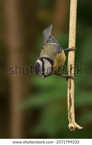 Image, Stock Photo Curious blue tit on a tree trunk