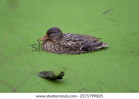 Similar – Image, Stock Photo Mallard duck floating in river water