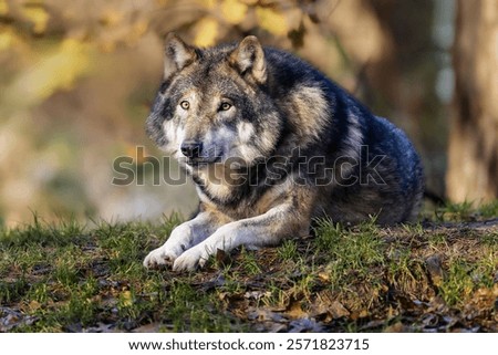 Similar – Foto Bild Wölfe ruhen im Sonnenstrahl im Wald