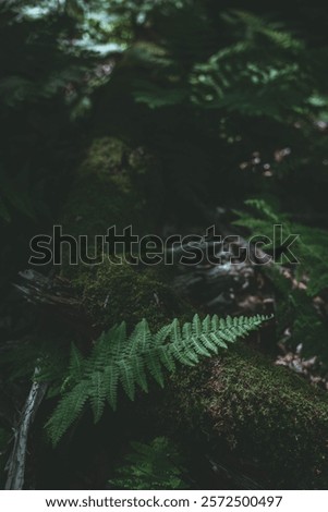 Similar – Image, Stock Photo Fern leaves in woods on sunny day