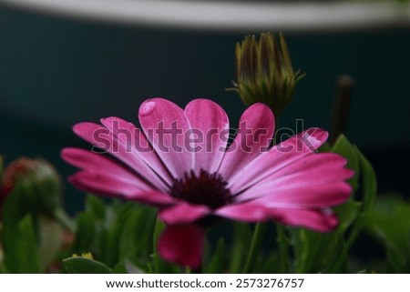 Similar – Image, Stock Photo Purple Cape Marguerite in bloom