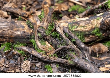 Image, Stock Photo Ingrown bark Wood