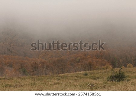 Similar – Foto Bild Mit Schnee und Eis bedeckter Buchenwald in einer nebligen Landschaft in den Bergen Nordspaniens