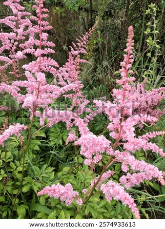 Similar – Foto Bild Pink heather Umwelt Natur