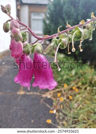 Similar – Foto Bild Rosafarbene Glockenblüte vor hellblauem Hintergrund mit Wassertropfen