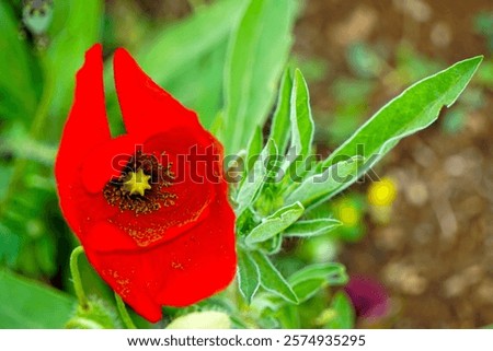 Similar – Image, Stock Photo Corn poppy flower, buds and grasses in immature barley field