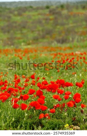 Similar – Image, Stock Photo Corn poppy flower, buds and grasses in immature barley field