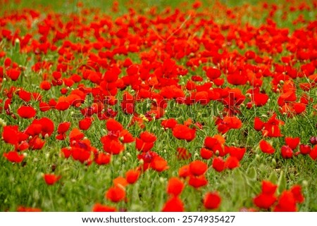 Similar – Image, Stock Photo Corn poppy flower, buds and grasses in immature barley field