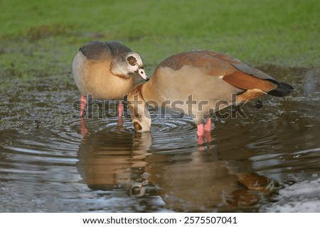 Similar – Image, Stock Photo Egyptian geese in the evening on a harvested grain field at the edge of the forest.