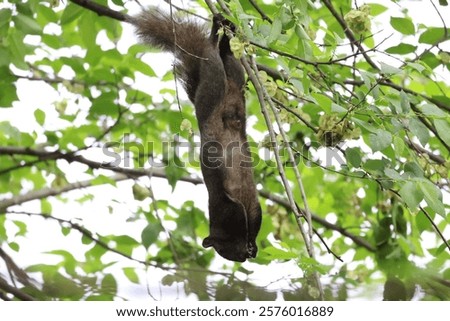 Similar – Image, Stock Photo Squirrels upside down on a tree trunk