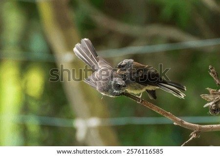 Similar – Image, Stock Photo Two Small Green Bird Sitting Together On Branch