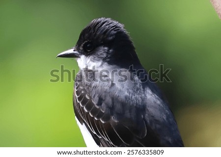 Similar – Foto Bild Vogel Close Up Profil Silhouette Schwarz und Weiß auf Pole und Draht