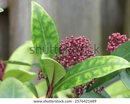 Similar – Image, Stock Photo Pinkish Garden Environment