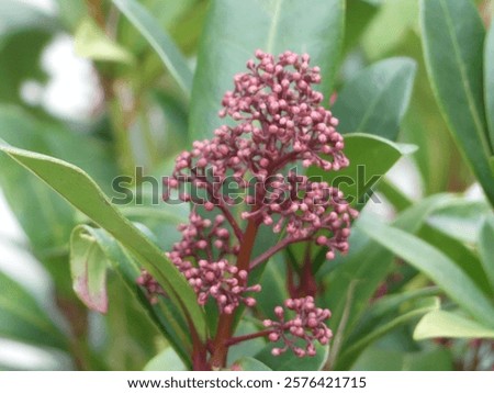 Similar – Image, Stock Photo Pinkish Garden Environment