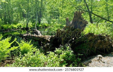 Similar – Image, Stock Photo Fallen tree in pond, forest, winter