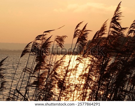 Similar – Foto Bild Schilf im Gegenlicht der Sonne