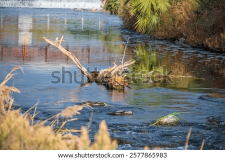 Similar – Image, Stock Photo Fallen tree in pond, forest, winter