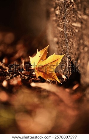 Similar – Image, Stock Photo Lonely curled leaf