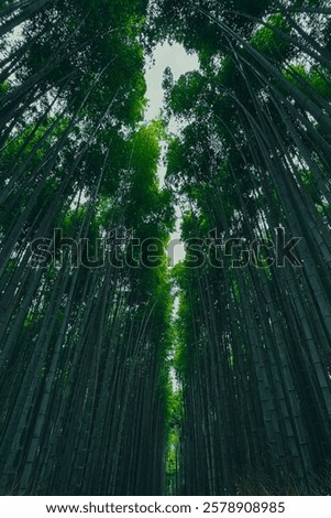 Similar – Foto Bild Wald mit hohem Bambus und grünen Blättern