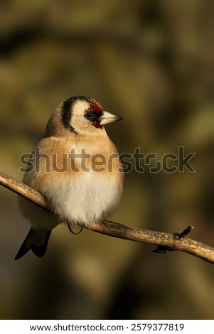 Similar – Image, Stock Photo Singing goldfinch in a tree