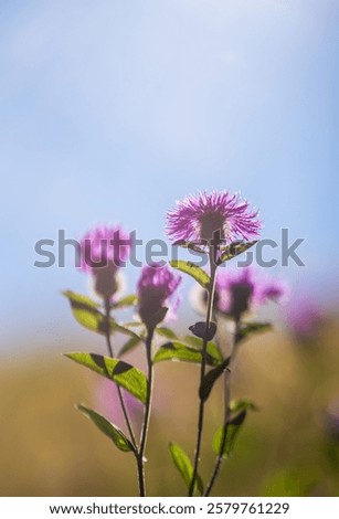 Similar – Foto Bild Lila Blüten vor blauem Himmel