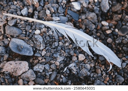 Similar – Image, Stock Photo Pebbles and feathers on table