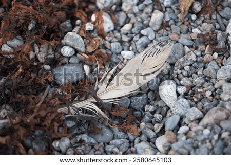 Similar – Image, Stock Photo Pebbles and feathers on table
