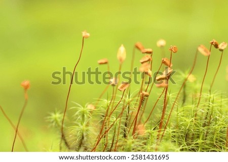 Image, Stock Photo from the small beech seedling