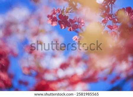 Similar – Image, Stock Photo Cherry blossom against blurred background