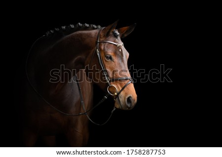 Image, Stock Photo Eye of brown horse detail