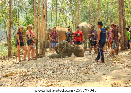 CHIANG MAI, THAILAND - MARCH 9 : People can experience the lifestyle of elephants in their natural habitat (no hook, no chain, no riding) on MARCH 9, 2015 in Chiang Mai, Thailand.